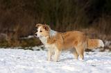 BORDER COLLIE 1204